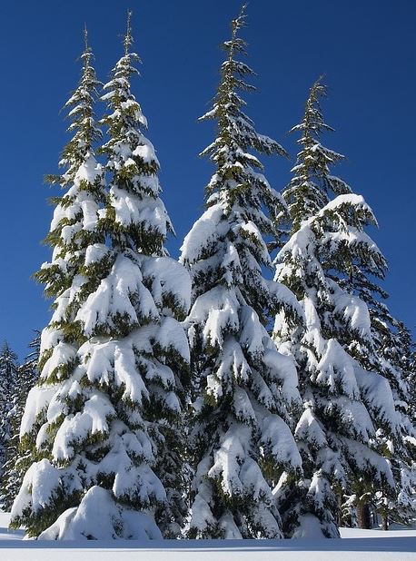 winter pines