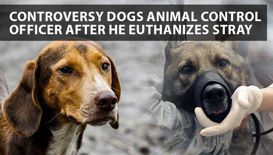 euthwnize controversy for stray dogs