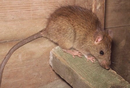 how to get rid of rats in the attic