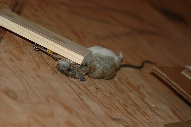 how to trap a mouse