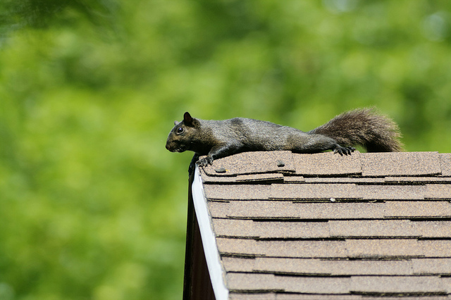 how to get rid of squirrels in the attic