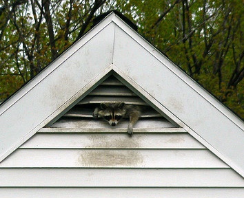 Raccoon in attic