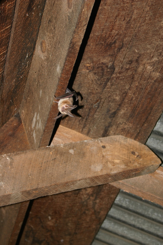 Using Exclusion To Remove Bats From Your House, 45% OFF