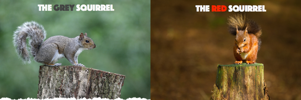 types of squirrels