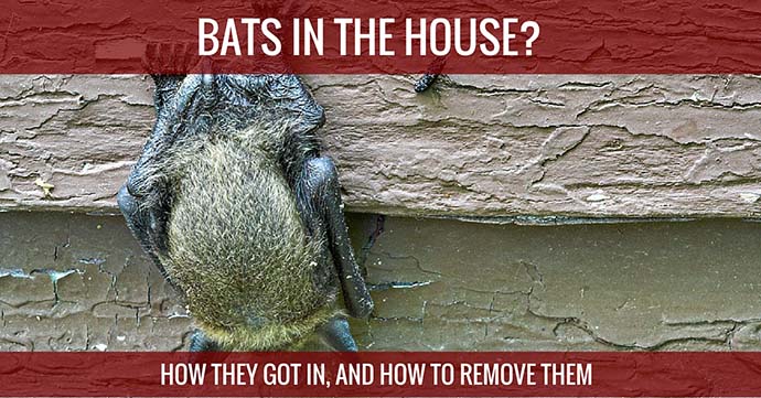 Bats In The House How They Got in, And How To Remove Them