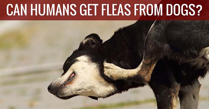 Can Humans Get Fleas from Dogs