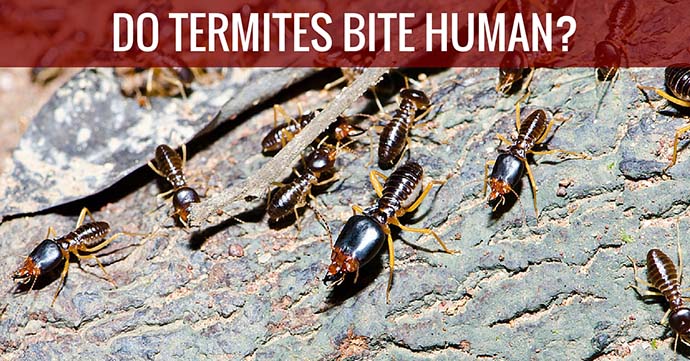 Do Termites Bite Humans