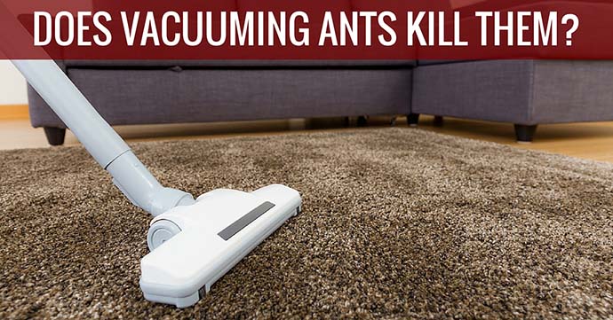 Does Vacuuming Ants Kill Them