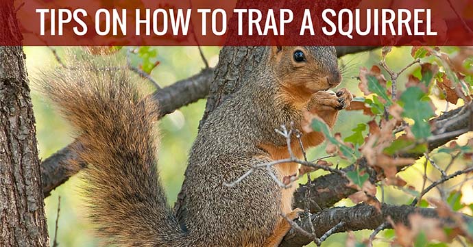 Tips on How to Trap a Squirrel