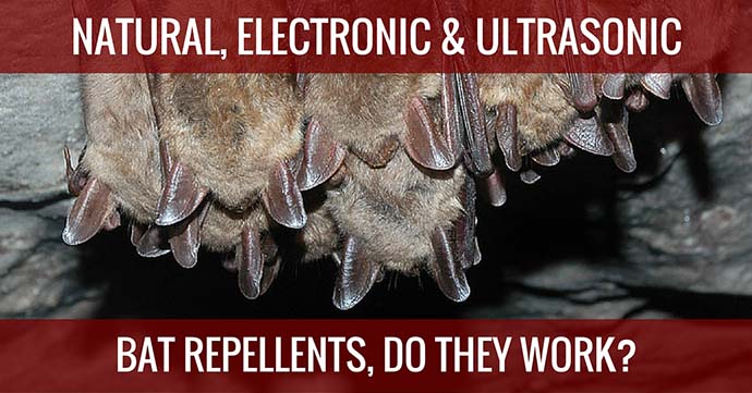 bat repellents do they work