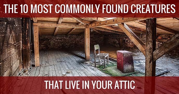 commonly found creatures in your attic