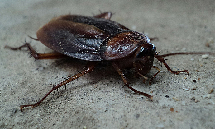 Whats the difference between a water bug and a roach Water Bug Vs Cockroach What S The Difference Between The Two