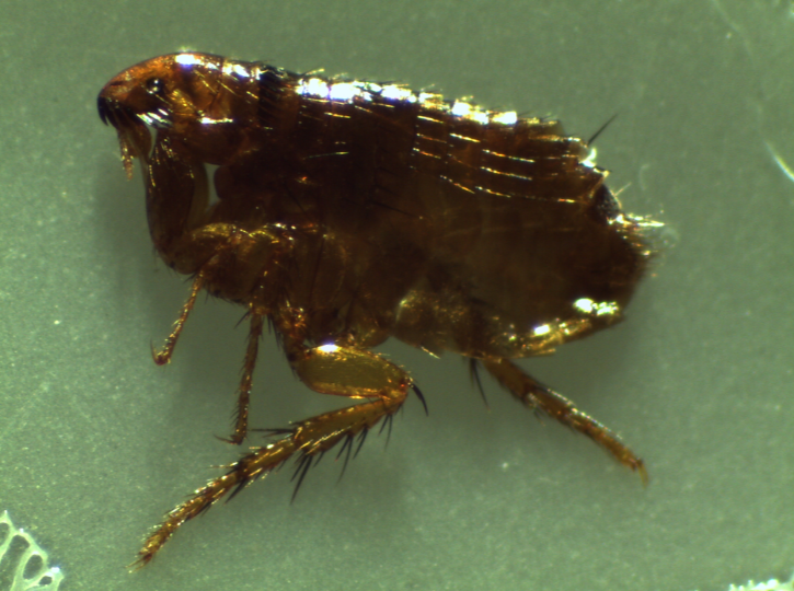 closeup of a flea