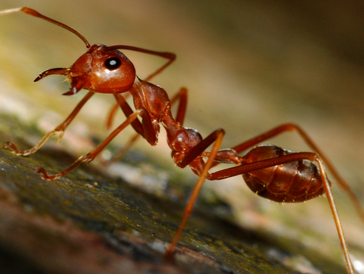 closeup of an ant