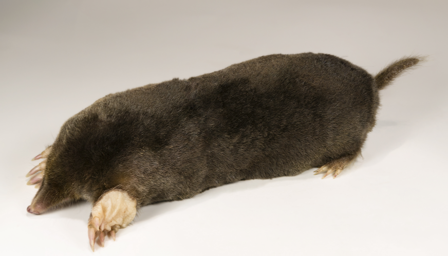 how a mole looks like