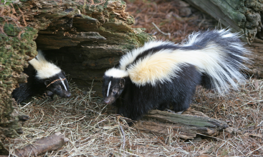 picture of a skunk