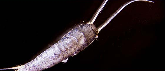 picture of the silverfish insect