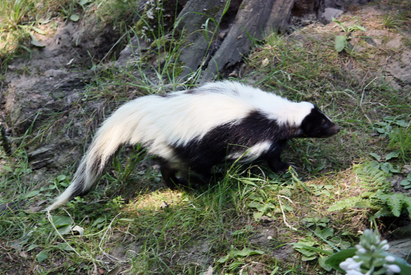 the habitat of the skunk