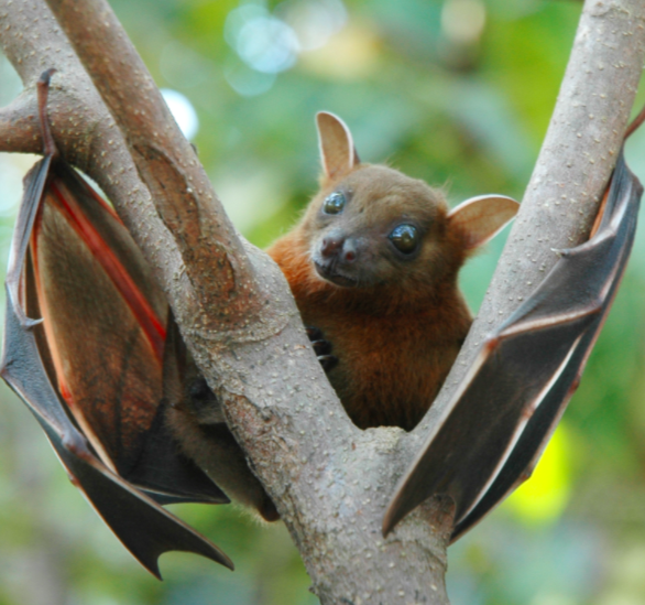 bat in a tree