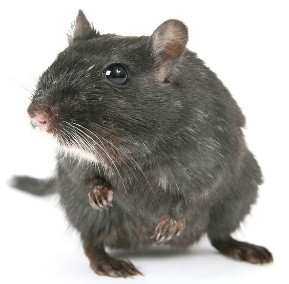 tiny size rodent