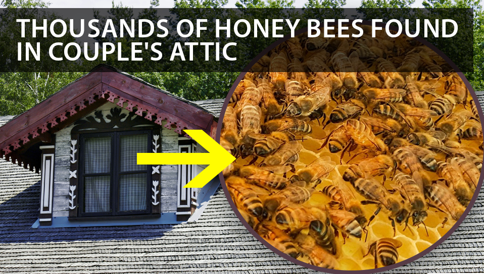 honey bees in the attic